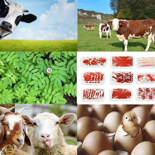 livestock-1