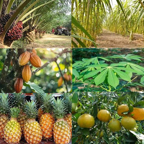 plantation-1